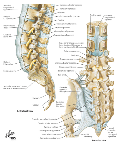 Back Bones Anatomy / lower back pain treatment with 4 exercises to